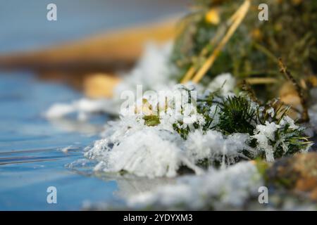 Ein im Eis gefrorenes Grasblatt ist mit Frost bedeckt Stockfoto
