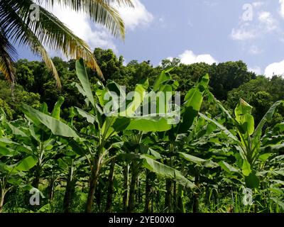 Bananenfeld im Wald von guadeloupe und blauer Himmel und Palmen, tropische Landwirtschaft Stockfoto