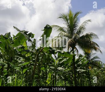 Ländliche tropische Farm mit Bananenplantage und einer Kokospalme im Sonnenlicht, guadeloupe. Tropische Landwirtschaft auf der karibikinsel Stockfoto