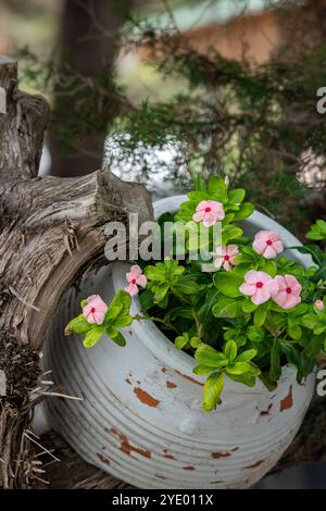 Alte griechische Terrakotta-bemalte Oliven- oder Weinglas, die jetzt als Pflanzgefäß mit hübschen rosa Gartenblumen umfunktioniert wurden Stockfoto