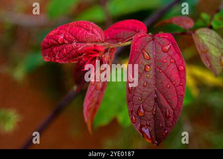 Wassertropfen auf Quisqualis mussaendiflora - Kampala Uganda Stockfoto