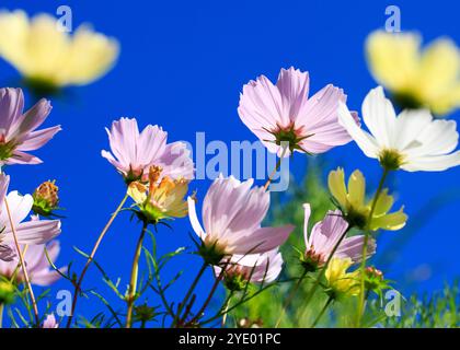 Wunderschöne bunte Cosmos Flowers vor einem leuchtend blauen Himmel. Es gibt zwei gelbe Unschärfekosmos, die den zentralen violetten Fleck umrahmen Stockfoto