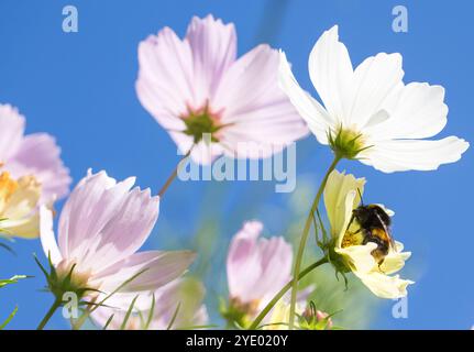 Hummel ernährt sich von den Stamen einer gelblichen Kosmosblume, mit unscharfen lila und rosa Blüten im Vordergrund vor einem hellblauen leuchtenden Himmel Stockfoto