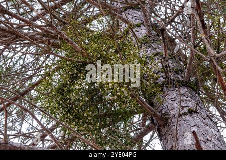 Europäische Mistel, Viscum-Album, auf einem Baum, Spanien Stockfoto