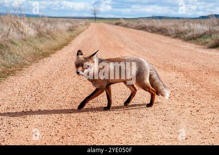 Ein neugieriger Rotfuchs hält mitten auf einer Schotterstraße, Vulpes vulpes, in der Nähe der Lagune Gallocanta, Aragon, Spanien Stockfoto