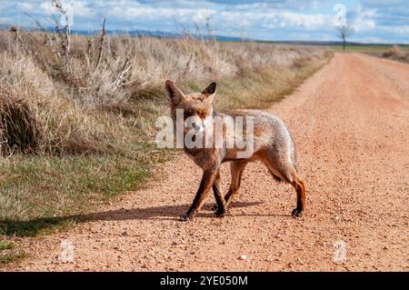 Ein neugieriger Rotfuchs hält mitten auf einer Schotterstraße, Vulpes vulpes, in der Nähe der Lagune Gallocanta, Aragon, Spanien Stockfoto