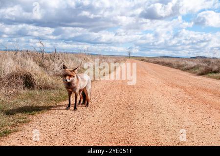 Ein neugieriger Rotfuchs hält mitten auf einer Schotterstraße, Vulpes vulpes, in der Nähe der Lagune Gallocanta, Aragon, Spanien Stockfoto