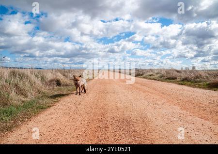 Ein neugieriger Rotfuchs hält mitten auf einer Schotterstraße, Vulpes vulpes, in der Nähe der Lagune Gallocanta, Aragon, Spanien Stockfoto