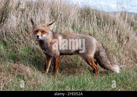 Rotfuchs, Vulpes vulpes, auf einem grasbewachsenen Feld, in der Nähe der Lagune Gallocanta, Aragon, Spanien Stockfoto