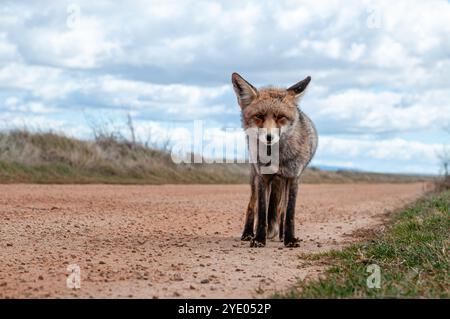 Ein neugieriger Rotfuchs hält mitten auf einer Schotterstraße, Vulpes vulpes, in der Nähe der Lagune Gallocanta, Aragon, Spanien Stockfoto