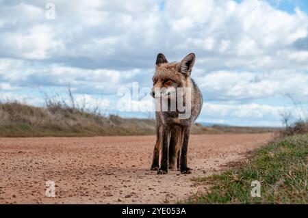 Ein neugieriger Rotfuchs hält mitten auf einer Schotterstraße, Vulpes vulpes, in der Nähe der Lagune Gallocanta, Aragon, Spanien Stockfoto