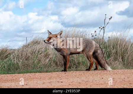 Ein neugieriger Rotfuchs hält mitten auf einer Schotterstraße, Vulpes vulpes, in der Nähe der Lagune Gallocanta, Aragon, Spanien Stockfoto