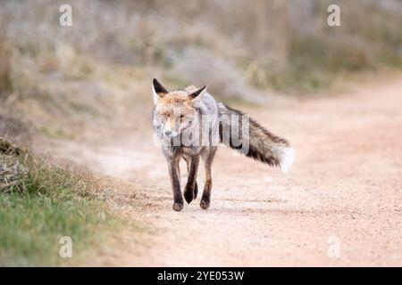 Ein neugieriger Rotfuchs hält mitten auf einer Schotterstraße, Vulpes vulpes, in der Nähe der Lagune Gallocanta, Aragon, Spanien Stockfoto