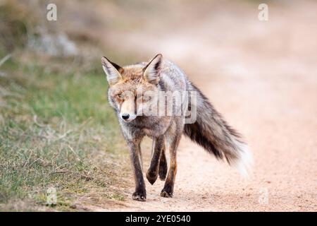 Ein neugieriger Rotfuchs hält mitten auf einer Schotterstraße, Vulpes vulpes, in der Nähe der Lagune Gallocanta, Aragon, Spanien Stockfoto