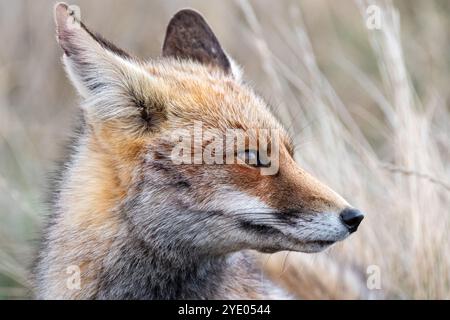 Rotfuchs, Vulpes vulpes, in der Nähe der Lagune Gallocanta, Aragon, Spanien Stockfoto