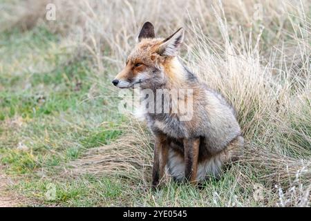 Rotfuchs, Vulpes vulpes, in der Nähe der Lagune Gallocanta, Aragon, Spanien Stockfoto