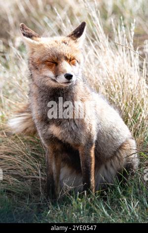 Rotfuchs, Vulpes vulpes, in der Nähe der Lagune Gallocanta, Aragon, Spanien Stockfoto