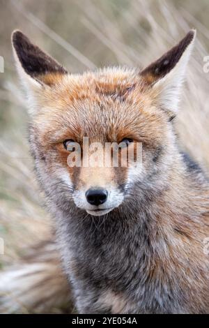 Rotfuchs, Vulpes vulpes, in der Nähe der Lagune Gallocanta, Aragon, Spanien Stockfoto