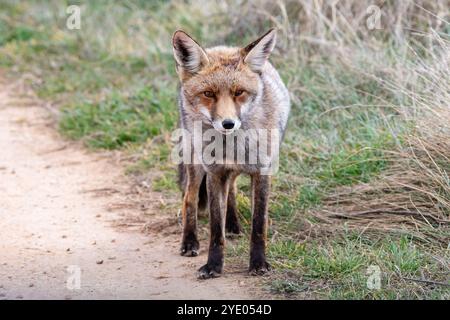 Ein neugieriger Rotfuchs hält mitten auf einer Schotterstraße, Vulpes vulpes, in der Nähe der Lagune Gallocanta, Aragon, Spanien Stockfoto