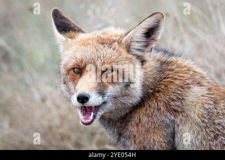 Rotfuchs, Vulpes vulpes, in der Nähe der Lagune Gallocanta, Aragon, Spanien Stockfoto