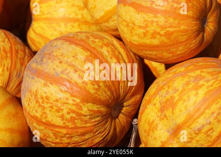 Toronto, Kanada. 30. September 2024. „Fireball“-Kürbisse sind während der Herbstsaison in Markham, Ontario, Kanada, am 30. September 2024 auf einer Farm. (Foto: Creative Touch Imaging Ltd./NurPhoto) Credit: NurPhoto SRL/Alamy Live News Stockfoto