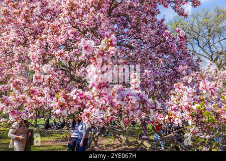 Üppige rosa Magnolien blühen in voller Blüte und bedecken Zweige, während Besucher die Frühlingsszene im Central Park genießen. New York. USA. Stockfoto