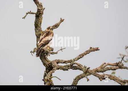 Stiefeladler, Hieraaetus pennatus, auf einem Baumzweig, Katalonien, Spanien Stockfoto