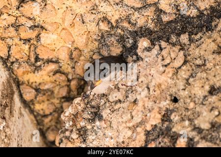 Gemütliches Haus martin, Delichon urbica, auf dem Tonnest, Ampolla, Katalonien, Spanien Stockfoto