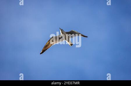 Stein am Rhein, Schweiz, 20. Oktober 2024: Eine Möwe fliegt am bewölkten Himmel. (Foto: Andreas Haas/dieBildmanufaktur) Stockfoto