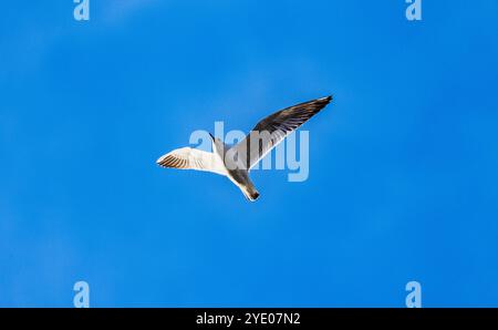 Stein am Rhein, Schweiz, 20. Oktober 2024: Eine Möwe fliegt am bewölkten Himmel. (Foto: Andreas Haas/dieBildmanufaktur) Stockfoto