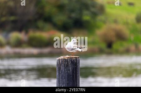 Stein am Rhein, Schweiz, 20. Oktober 2024: Eine Möwe sitzt auf einem Pfosten am Rhein. (Foto: Andreas Haas/dieBildmanufaktur) Stockfoto