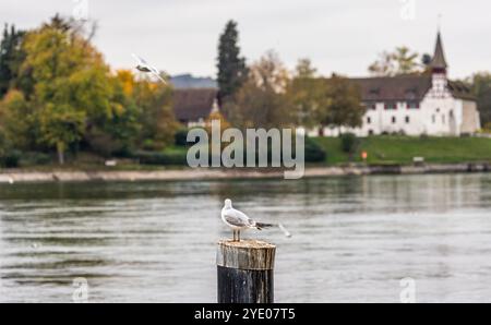 Stein am Rhein, Schweiz, 20. Oktober 2024: Eine Möwe sitzt auf einem Pfosten am Rhein. (Foto: Andreas Haas/dieBildmanufaktur) Stockfoto