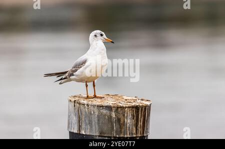 Stein am Rhein, Schweiz, 20. Oktober 2024: Eine Möwe sitzt auf einem Pfosten am Rhein. (Foto: Andreas Haas/dieBildmanufaktur) Stockfoto