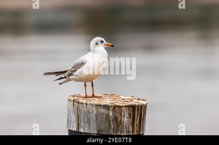 Stein am Rhein, Schweiz, 20. Oktober 2024: Eine Möwe sitzt auf einem Pfosten am Rhein. (Foto: Andreas Haas/dieBildmanufaktur) Stockfoto