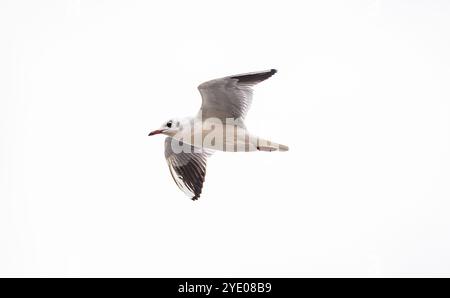 Stein am Rhein, Schweiz, 20. Oktober 2024: Eine Möwe fliegt am bewölkten Himmel. (Foto: Andreas Haas/dieBildmanufaktur) Stockfoto