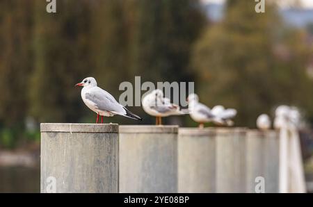 Stein am Rhein, Schweiz, 20. Oktober 2024: Möwen sitzen auf einem Pfosten am Rhein. (Foto: Andreas Haas/dieBildmanufaktur) Stockfoto