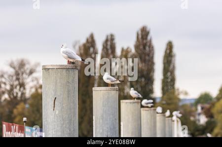 Stein am Rhein, Schweiz, 20. Oktober 2024: Möwen sitzen auf einem Pfosten am Rhein. (Foto: Andreas Haas/dieBildmanufaktur) Stockfoto