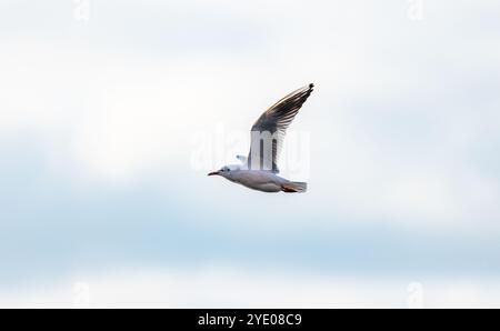 Stein am Rhein, Schweiz, 20. Oktober 2024: Eine Möwe fliegt am bewölkten Himmel. (Foto: Andreas Haas/dieBildmanufaktur) Stockfoto