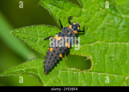 Siebenfleckiger Marienkäfer, Larve, Coccinella septempunctata, auf einem grünen Blatt, Spanien Stockfoto