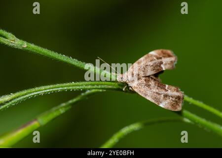 Brennnesselhahn, Anthophila fabriciana, Spanien Stockfoto