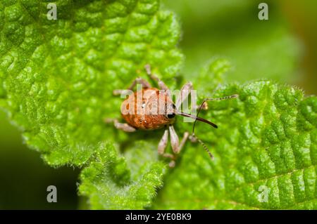 Europäischer Carpophag, Curculio glandium, auf einem grünen Blatt, Spanien Stockfoto