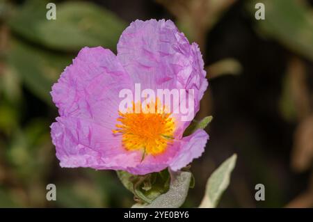 Rosa Felsenrose, Cistus creticus, Spanien Stockfoto