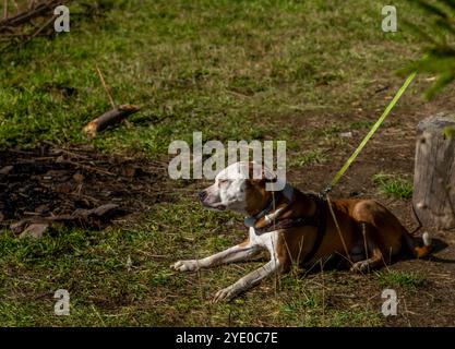 Pitbull Dog ruhen auf frischem, herbstgrünem Gras in sonnigen Bergen Stockfoto