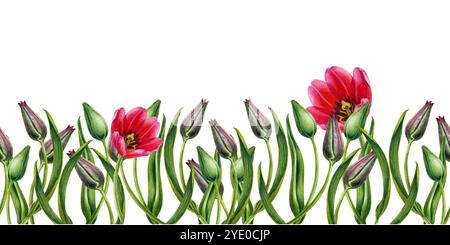 Frische grüne Knospen rosa Tulpen. Nahtloses Banner von Aquarellblumen isoliert auf weißem Hintergrund. Illustrations-Clipart für Muttertag, Valentinstag Stockfoto