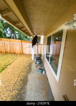 Die Unterseite eines Boxelder-Bugs an einem Fenster im Bundesstaat Western Washington, USA. Scheint in den Herbst- und Wintermonaten aufzutauchen. Stockfoto