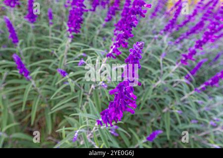 Nahaufnahme der Salvia leucantha Pflanze, auch mexikanischer Buschsalbei genannt, eine krautige Staude. Markante, samtblaue und lila Inflorescenc Stockfoto