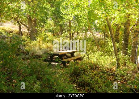 Ein Picknicktisch, versteckt in einer grünen grünen Waldlichtung in einem Wald oder Park Stockfoto