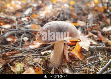 Pilze aus der Familie der Boletaceae, selektiver Fokus. Stockfoto