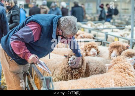 Landwirt überprüft Schafzähne auf einem Viehmarkt in covid Stockfoto