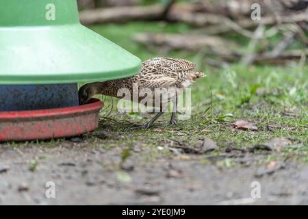 Fasan auf einem Schießplatz, der sich an einem Futterhäuschen ernährt Stockfoto